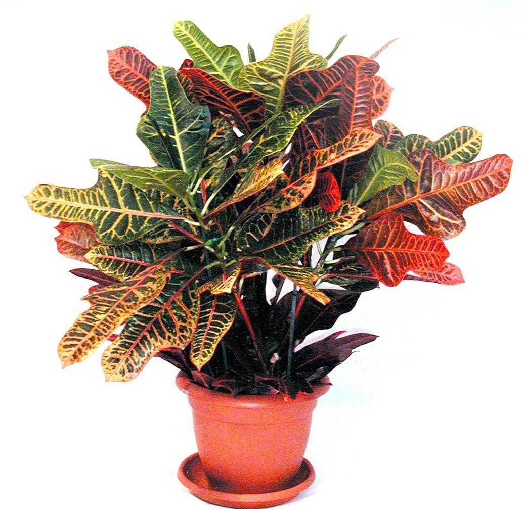 Комнатные растения фото и названия с разноцветными листьями фото