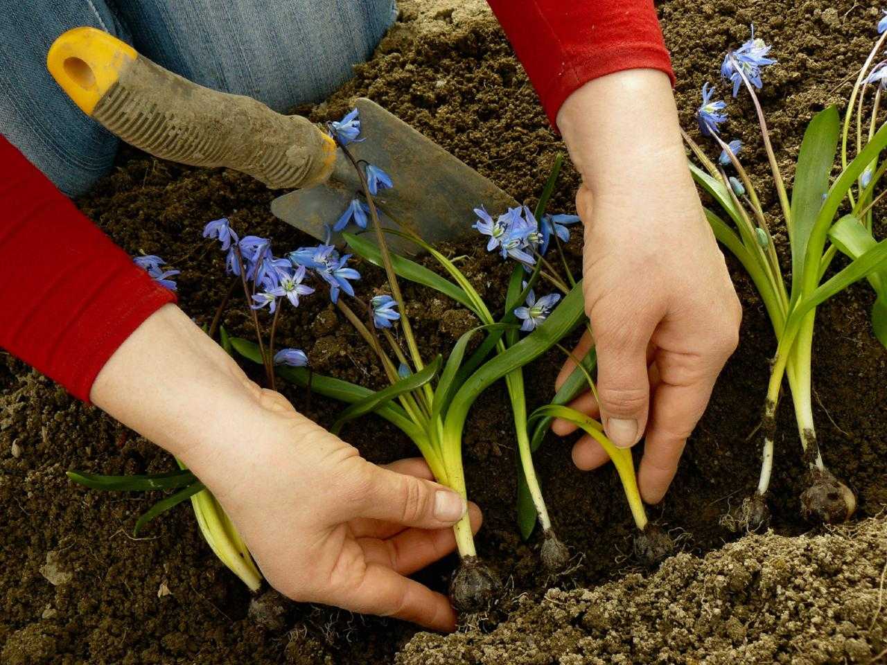 Подснежники: все секреты выращивания от посадки до цветения