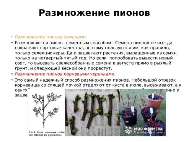 Пион молочноцветковый — описание сортов, выращивание из семян, посадка