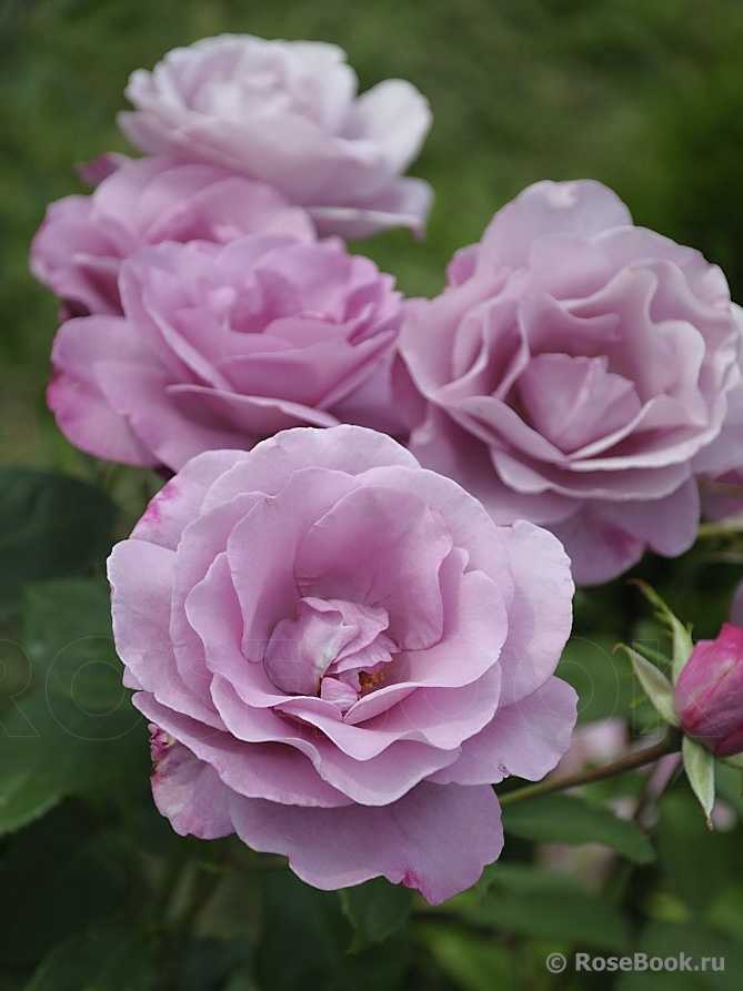 ✅ о розе moody blues: описание и характеристики сорта чайно гибридной розы