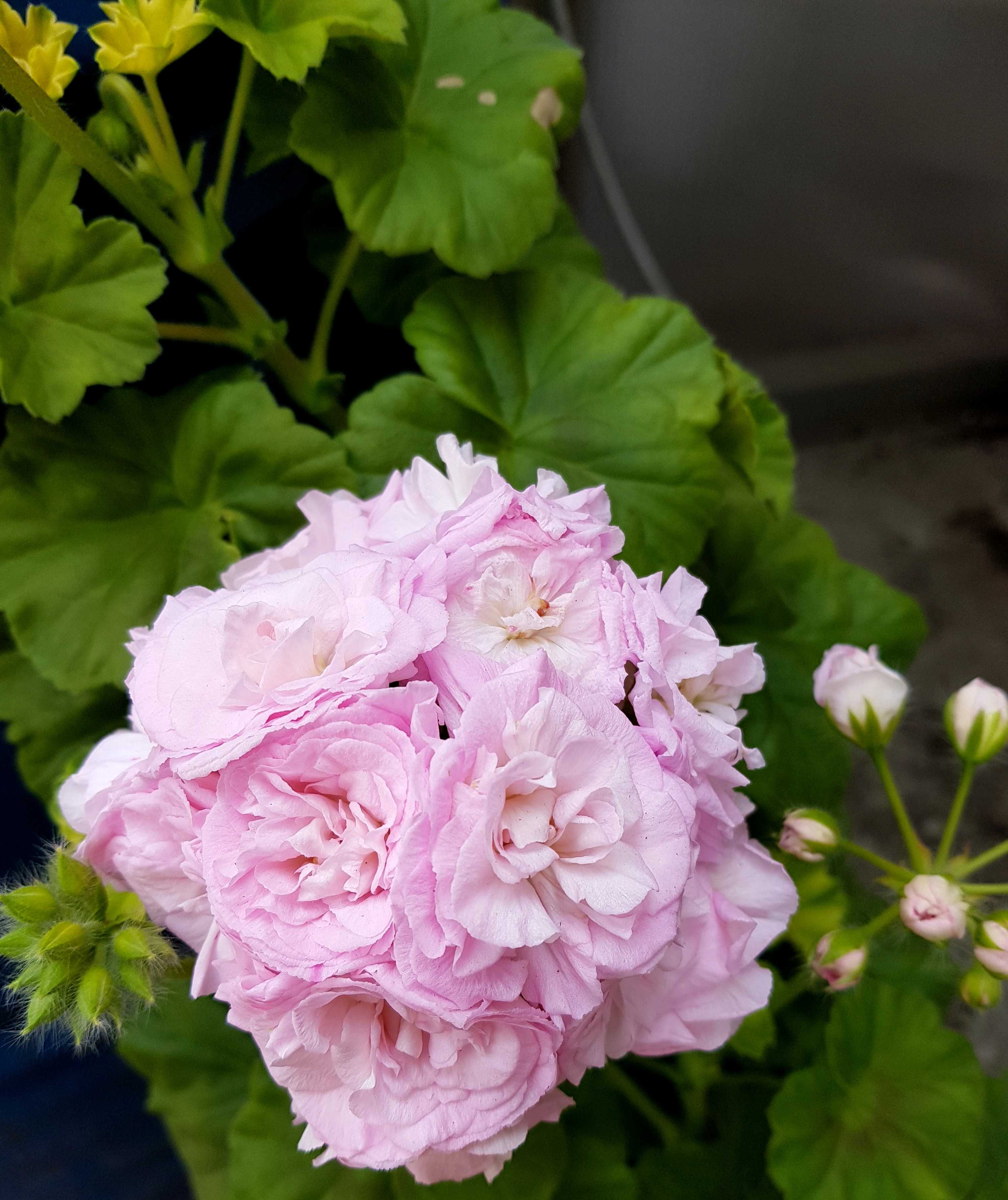 Пеларгония Millfield Rose — что это за гибридный сорт, к какому семейству относится, краткое описание цветка, как выглядит Как ухаживать за пеларгонией Милфилд Роуз в домашних условиях Особенности цветения, почему этот период может не наступать