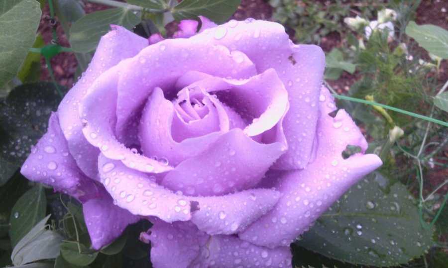 Сорт розы голубой нил
