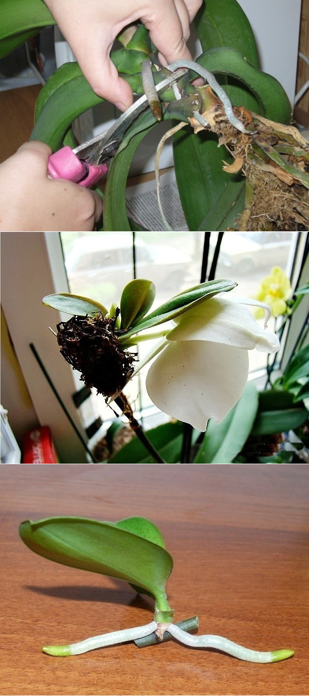 Размножение орхидеи черенками: выбор материала, как подготовить черенки, сроки