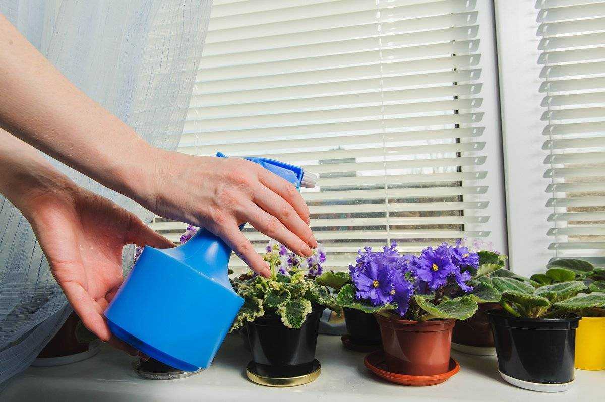 Как поливать фиалки в домашних условиях правильно: способы полива, особенности сезонного полива, опрыскивание Какая вода лучше подходит и как часто поливать сенполию
