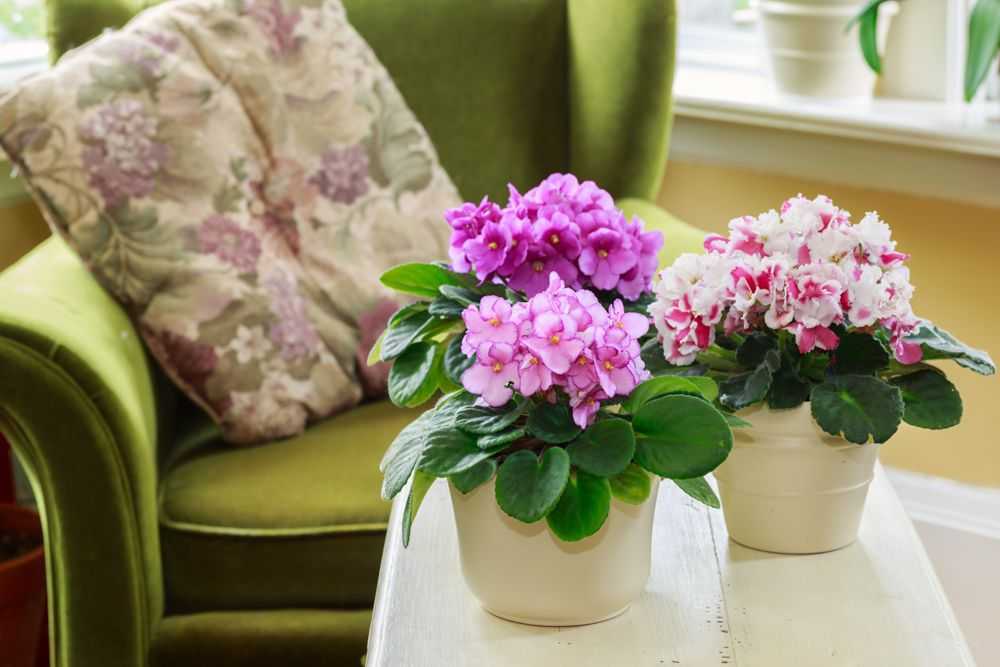 Благоприятные цветы для спальни. цветы и растения в спальне | дома на века