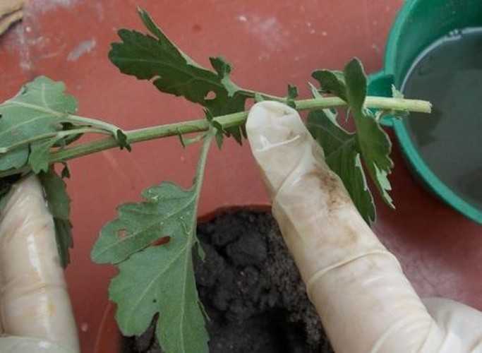 Черенкование хризантем: как размножить хризантему