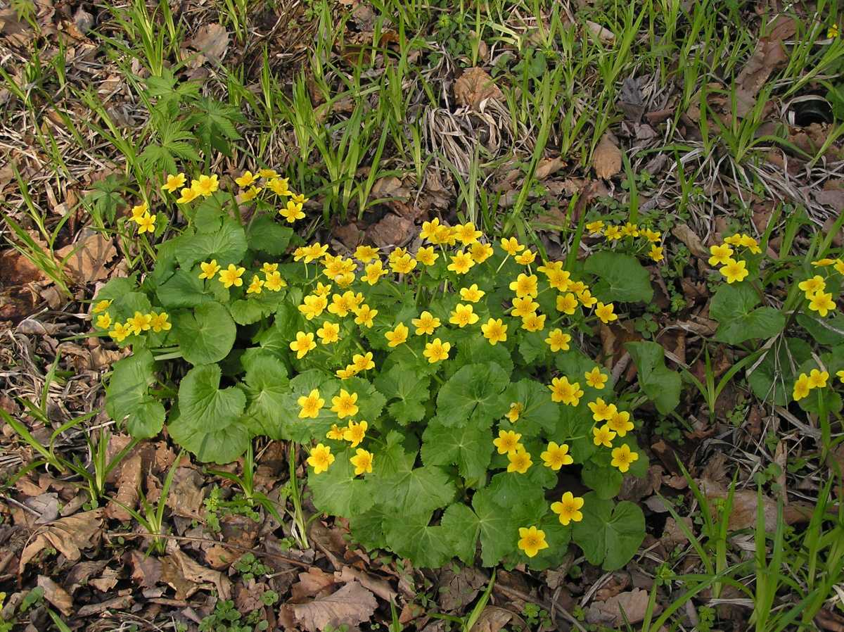 Калужница болотная: фото и описание цветка