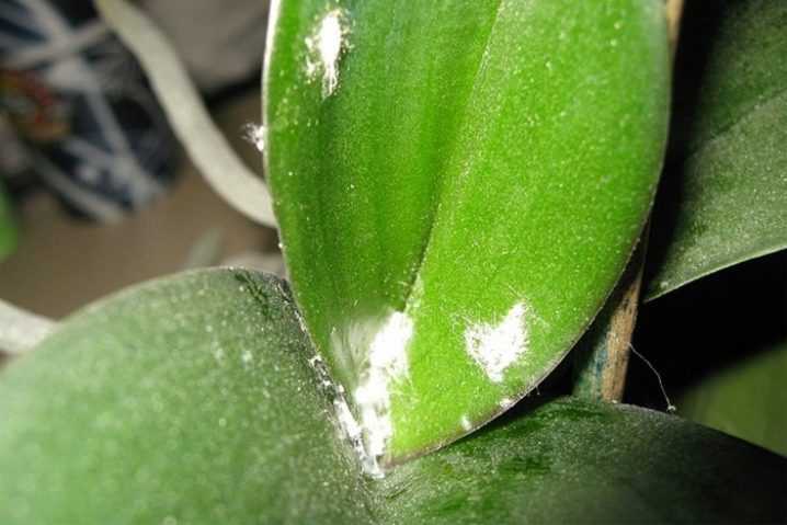 Болезни орхидей фаленопсис с фото, описанием и их лечение (вредители, липкие и вялые листья, пятна)