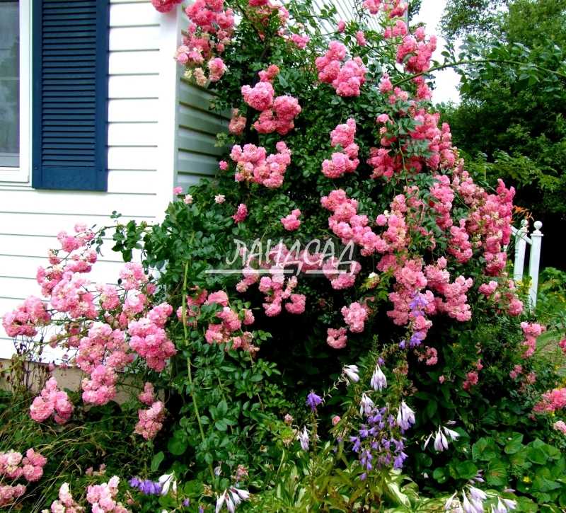 15 лучших почвопокровных роз