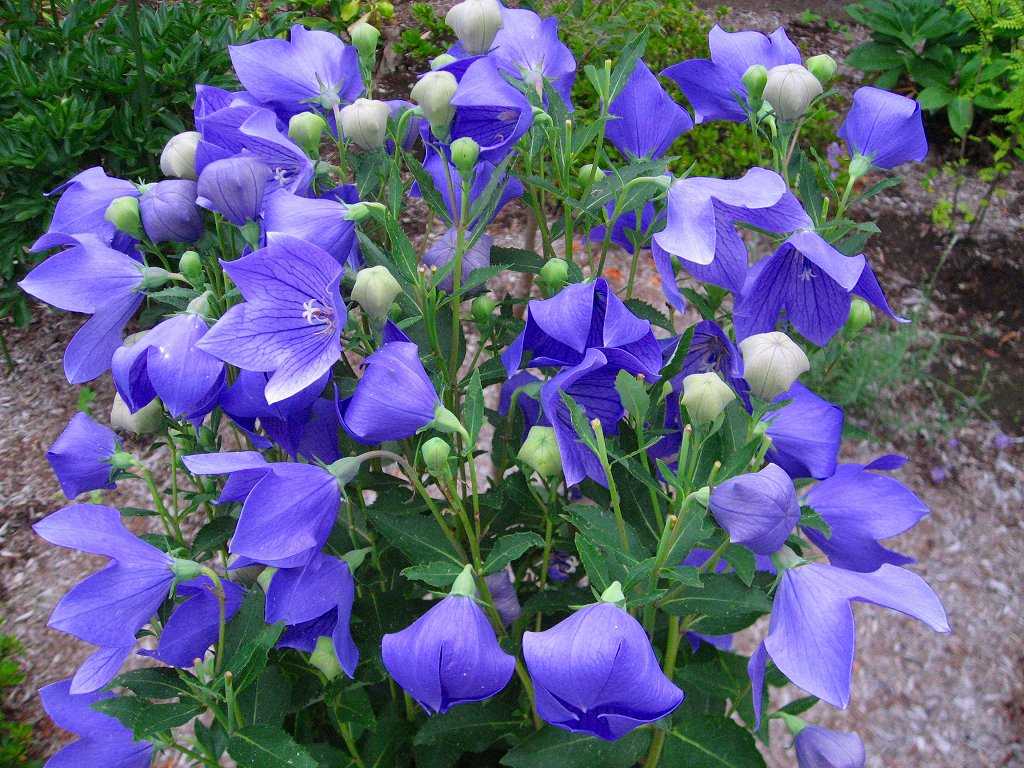 Колокольчики цветы — как выглядит колокольчик садовый, полевой, лесной Виды и сорта садовых многолетних колокольчиков: белый, голубой, синий, желтый, розовый, фиолетовый Посадка колокольчика в открытый грунт и выращивание из семян