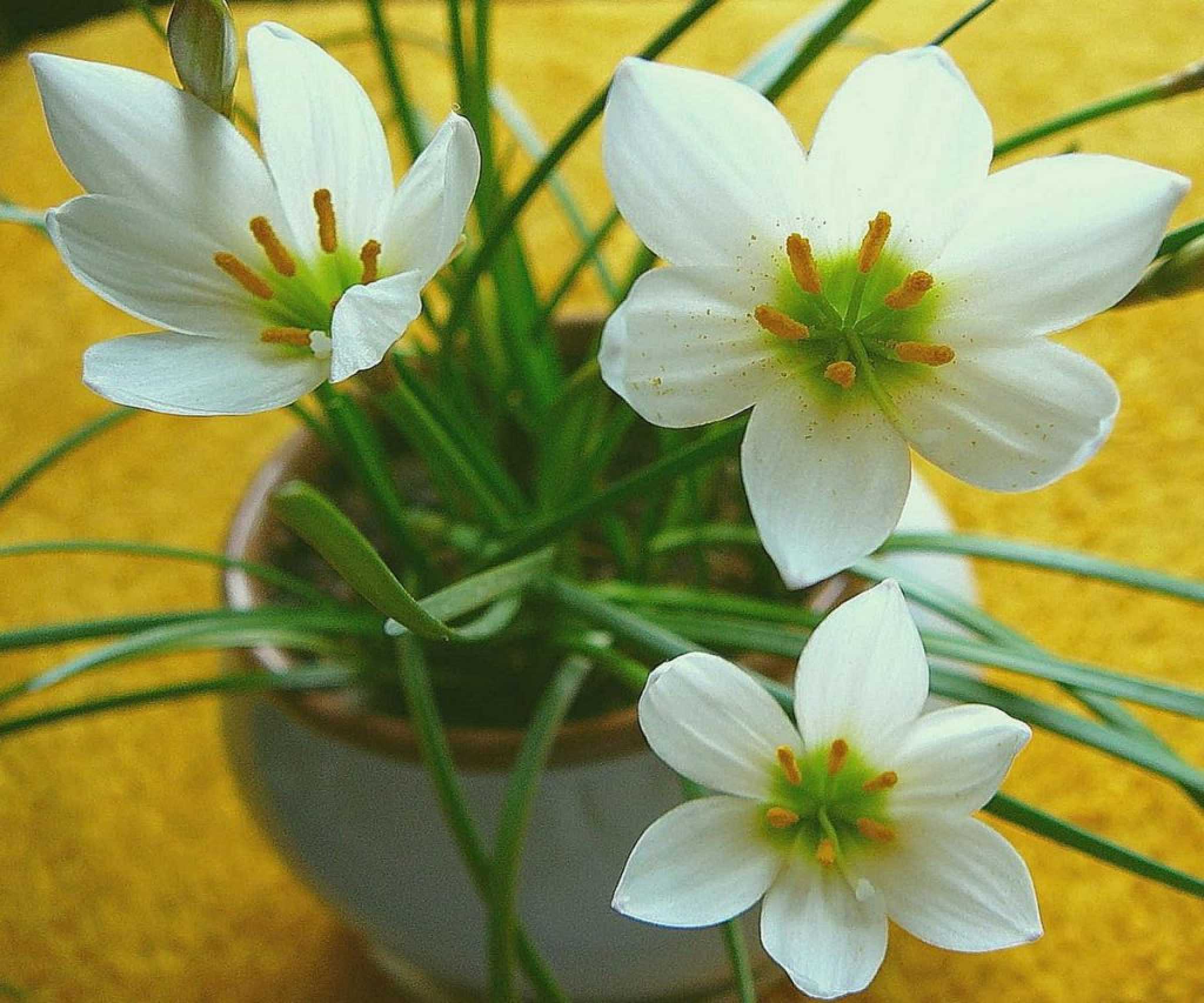 Теплолюбивый цветок «зефирантес» (выскочка): описание, уход в домашних условиях и фото