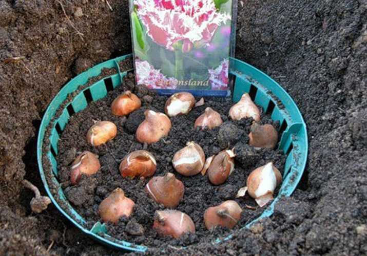 О выкапывании луковиц тюльпанов (нужно ли пересаживать, убирать каждый год)