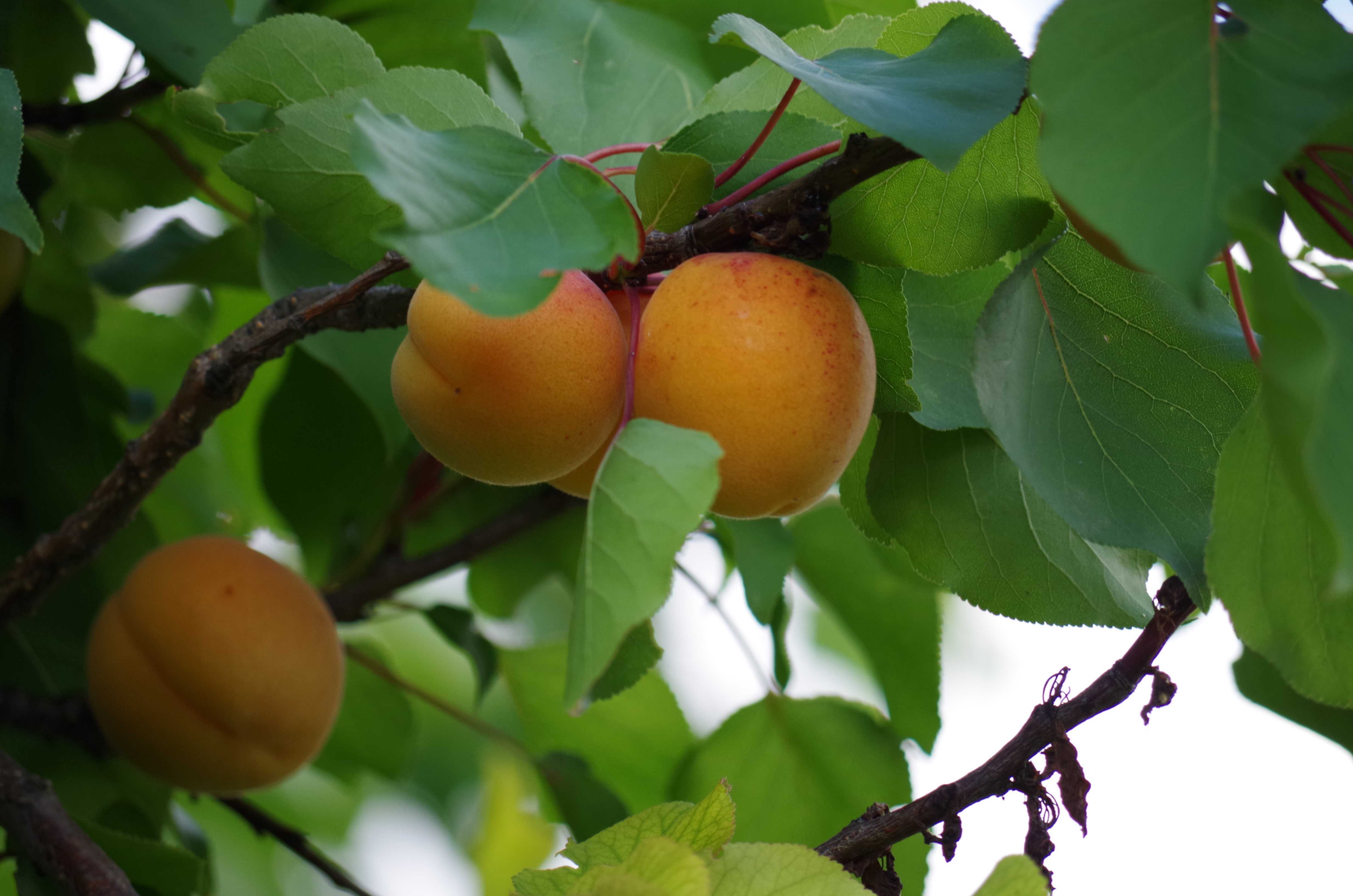 Как правильно вырастить дерево абрикоса из косточки?