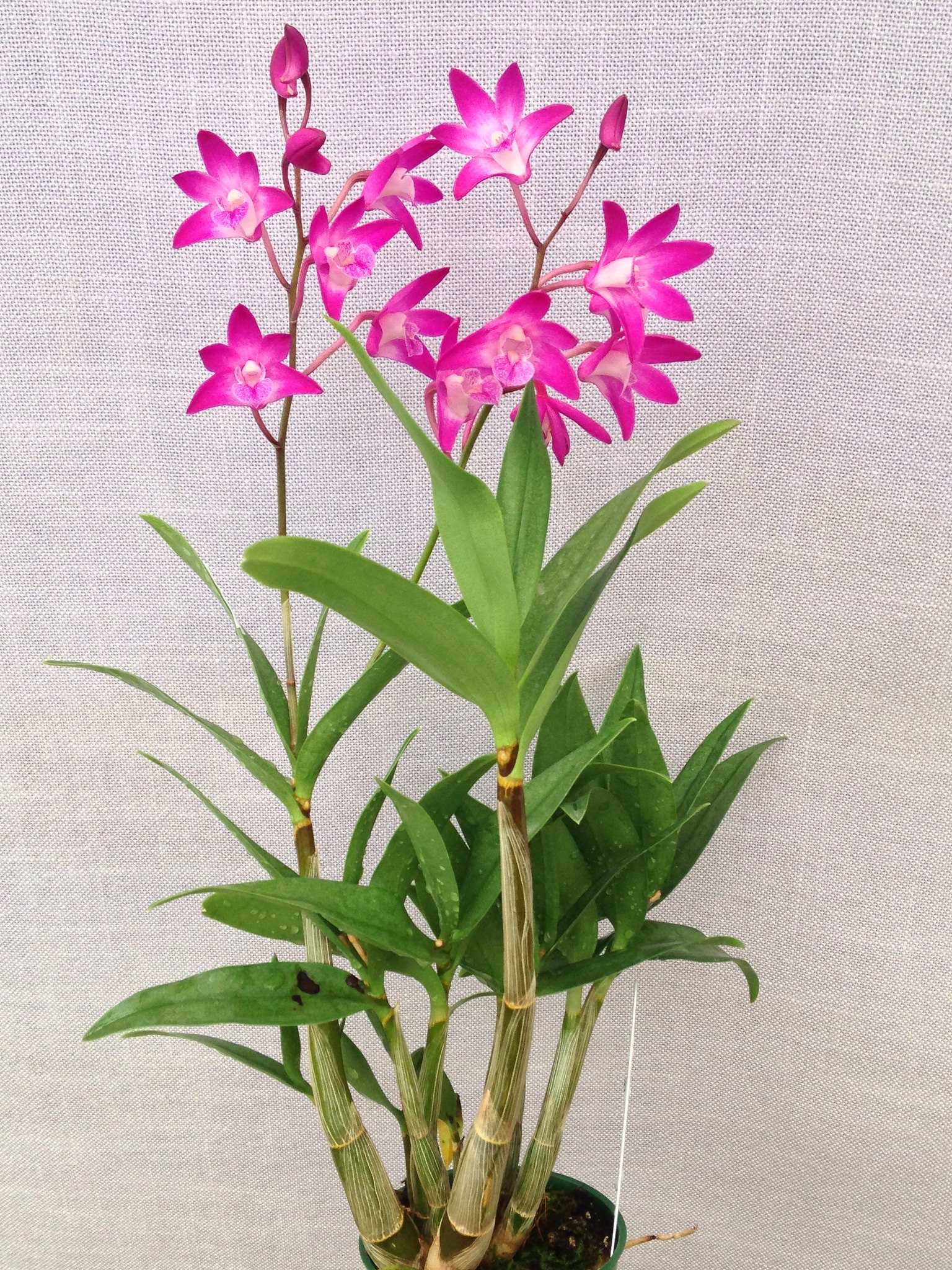Орхидея дендробиум: уход в домашних условиях, размножение, фото