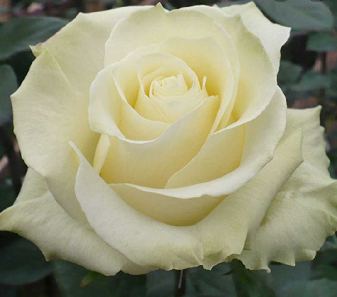 Роза «мондиаль» пинк, фантазия: фото, отзывы, выращивание и уход