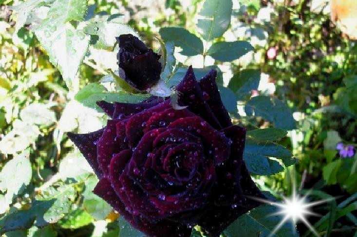 Роза Черный Принц Black Prince — описание повторноцветущего сорта, история селекции, как выглядит чайный гибрид Техника выращивания плетистой розы, как посадить и ухаживать особенности цветения
