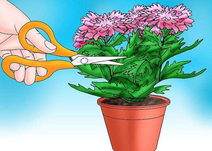 Хризантема комнатная: уход в домашних условиях во время и после цветения