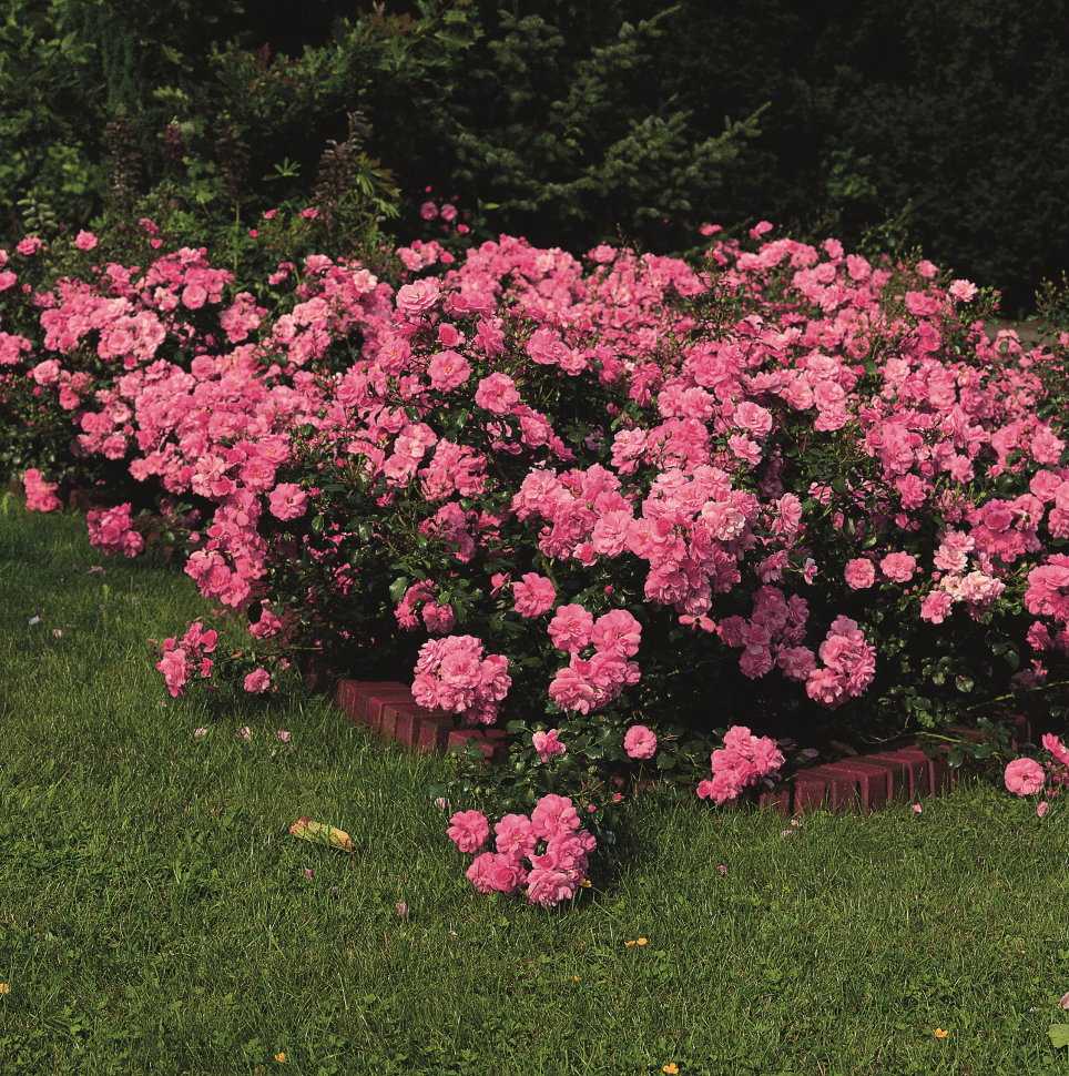 Особенности выращивания почвопокровной розы хеллоу: как посадить и ухаживать
