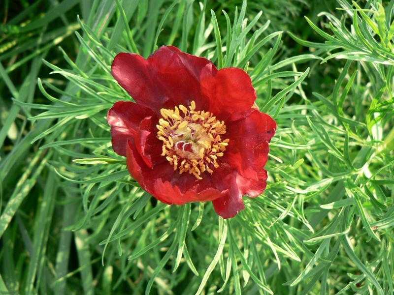 Пион карл розенфельд (paeonia karl rosenfield) — посадка и уход за цветком