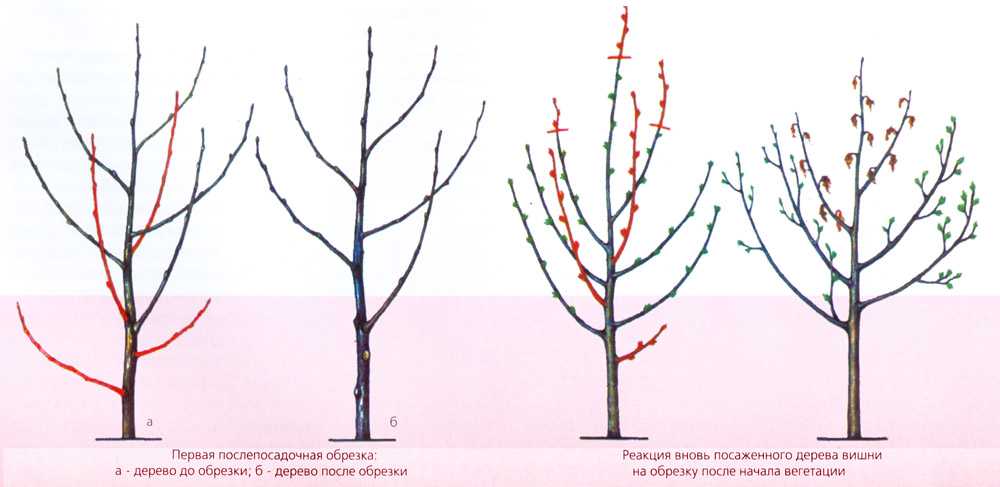 Как правильно ухаживать за яблоней весной, чтобы осенью быть с урожаем?