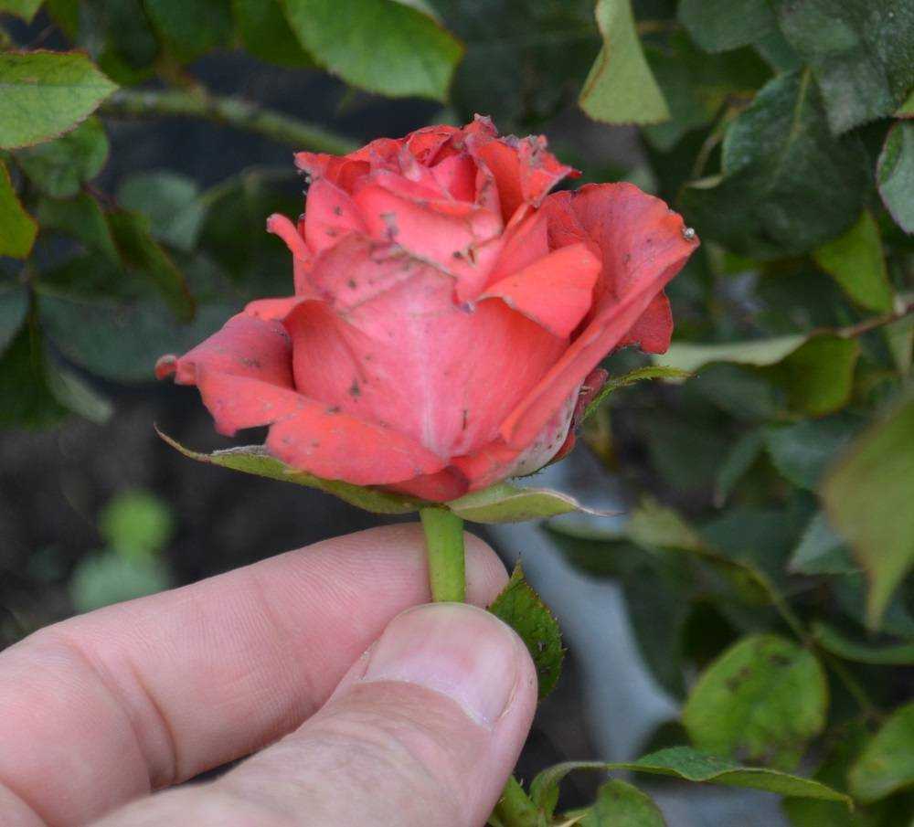 Кофейные розы сорта. «кофе брейк»: роза, о которой мечтают садоводы