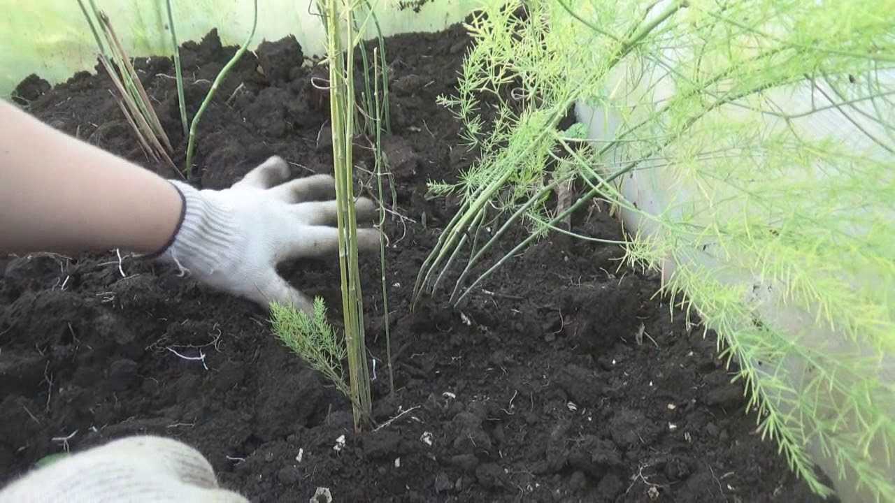 Спаржа: выращивание и уход в открытом грунте на огороде, посадка семенами и рассадой, где разместить на даче, как размножить и можно ли развести домашних условиях?