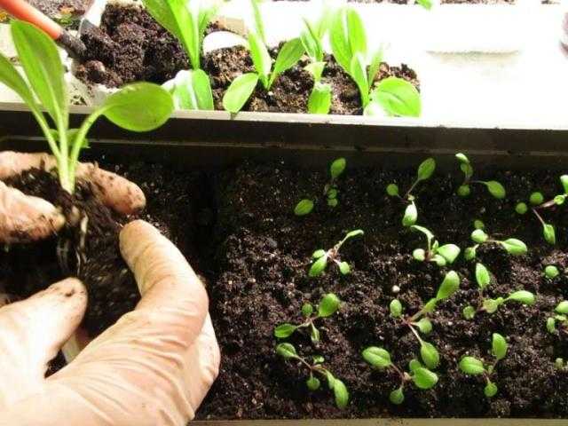 Размножение петунии черенкованием. как сохранить маточное растение