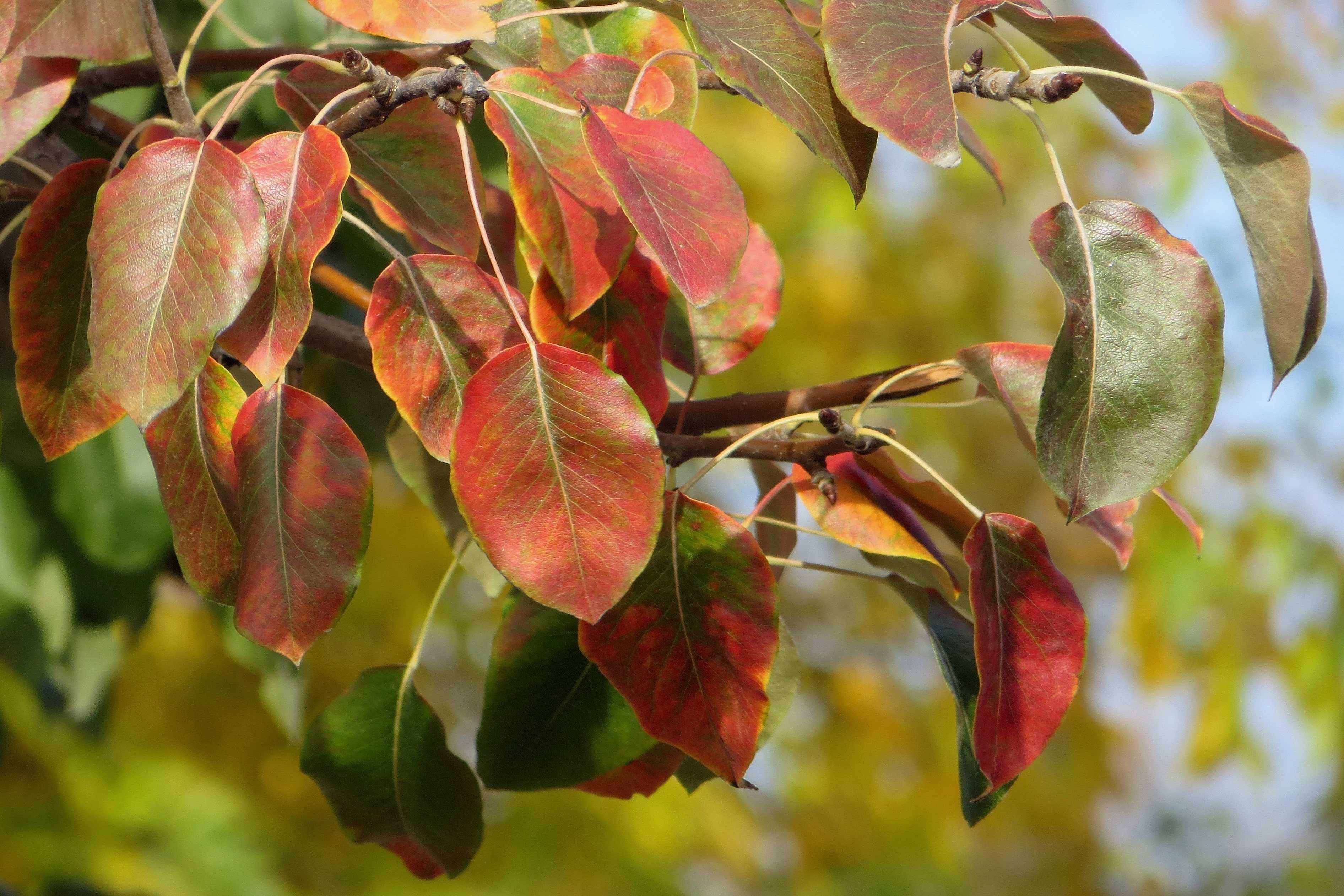 Почему желтеют листья у груши и что делать для ее лечения