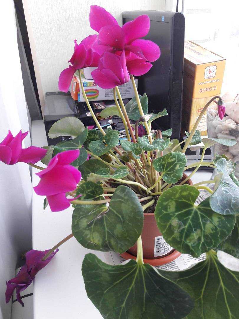 Почему не цветёт цикламен в домашних условиях: что делать, правильный уход за растением