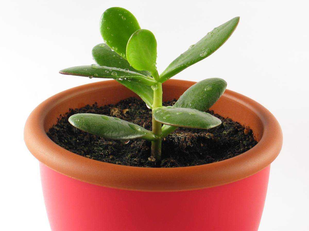 Как размножить денежное дерево в домашних условиях: отростками, листьями или семенами