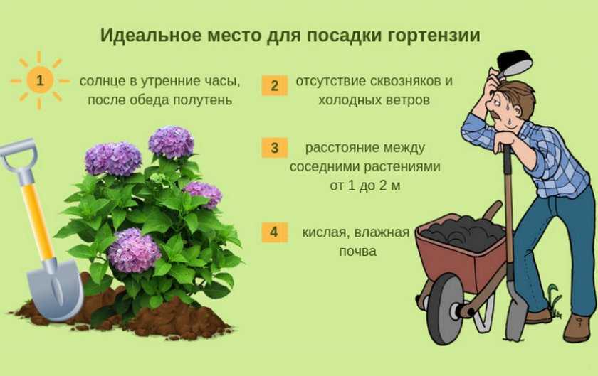 Почва для гортензии: какая нужна для садовой и комнатной, состав грунта, как подготовить