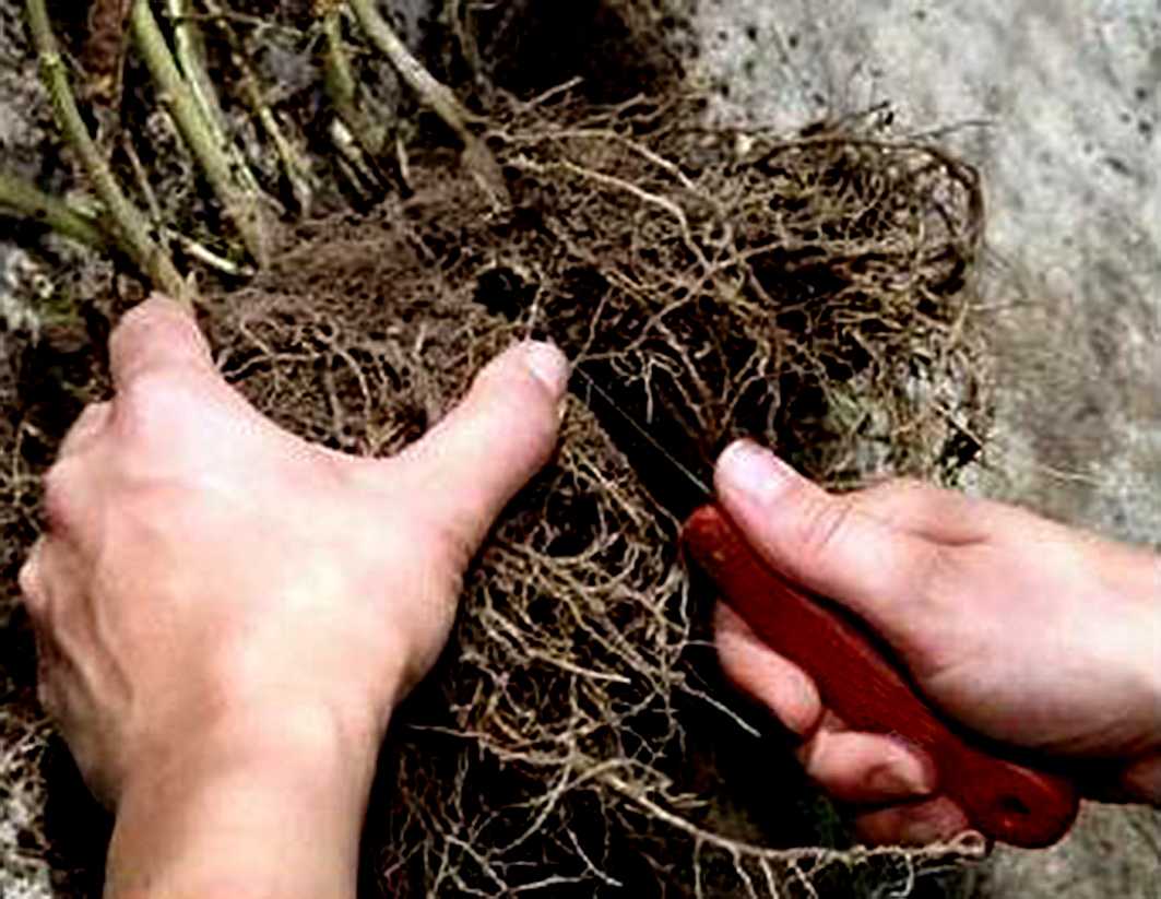 Флоксы: описание выращивания из семян