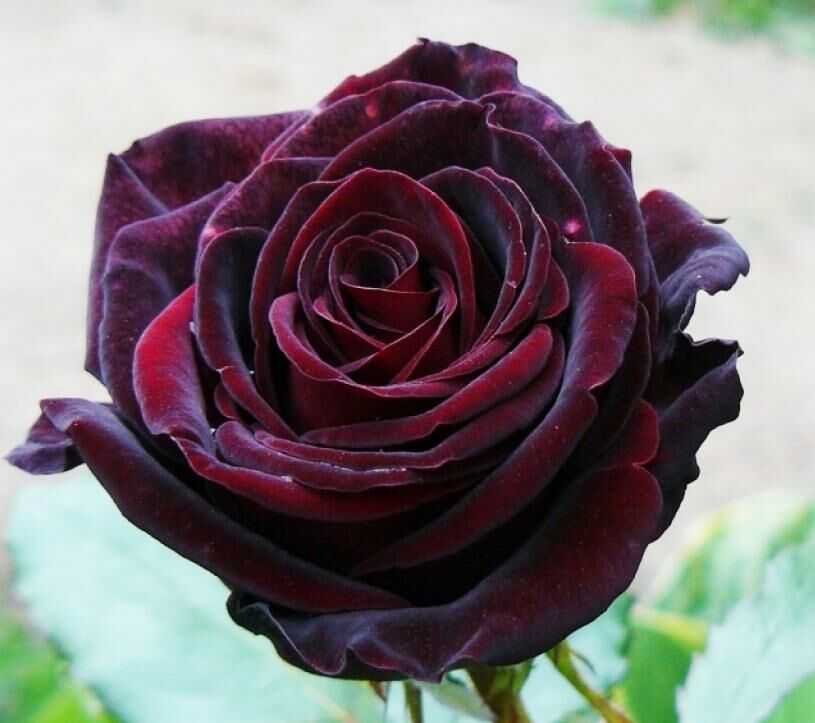 Роза «черная магия»: описание и особенности выращивания | энциклопедия роз