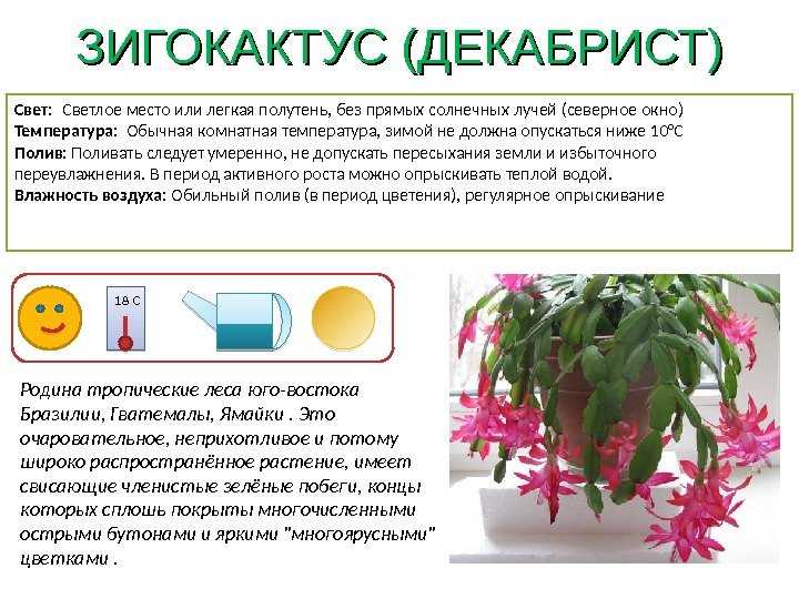 Цветок хлорофитум: уход в домашних условиях, фото