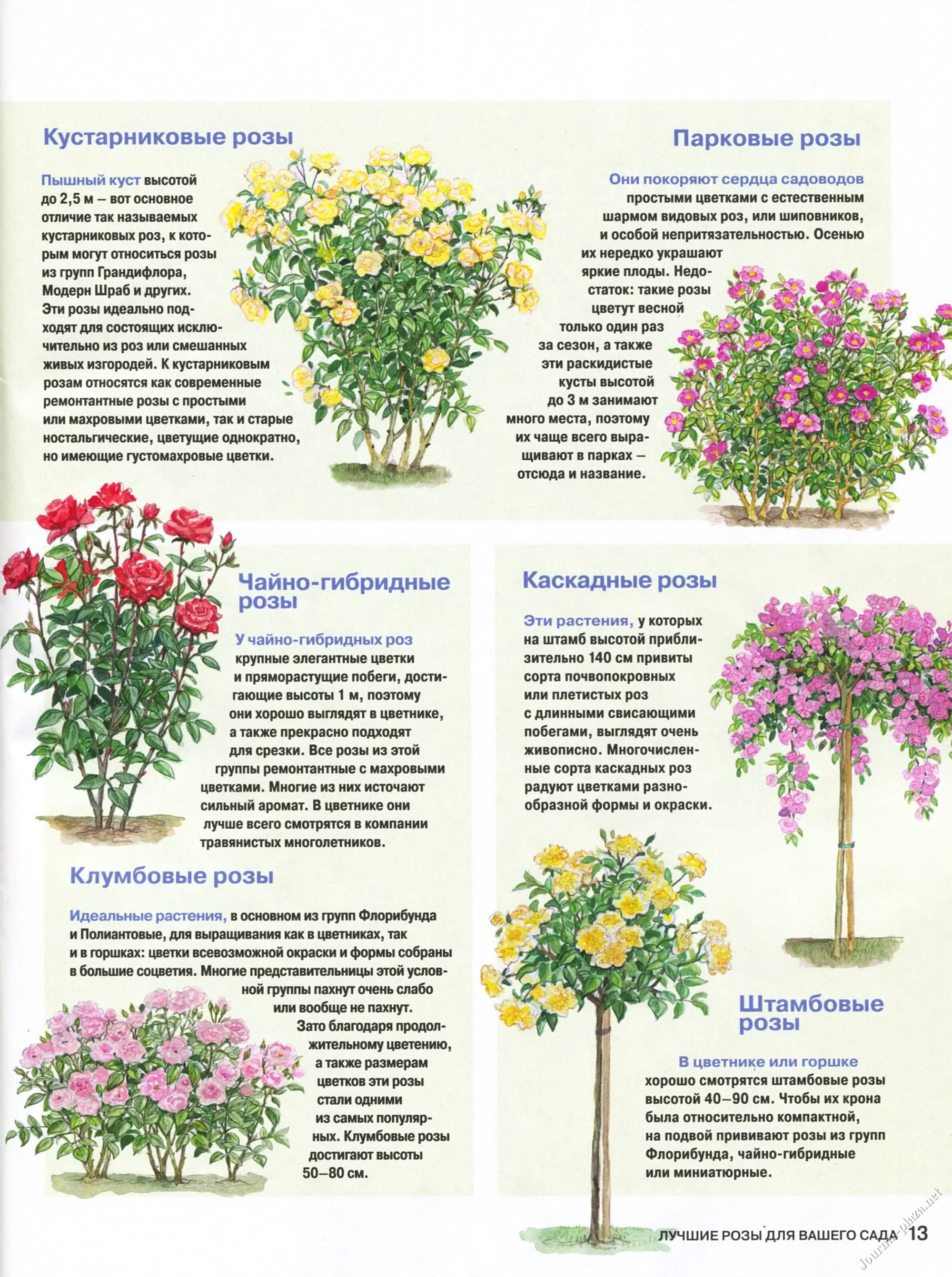 Лучшие сорта парковых роз для подмосковья :: syl.ru