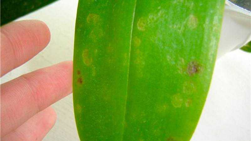 На листьях орхидеи липкие капли: что делать, почему они появились