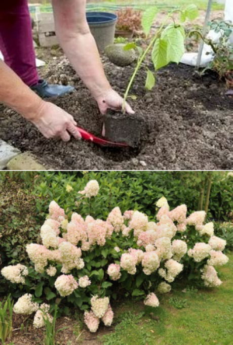 Весенняя и летняя подкормка гортензии в саду для активного роста и красивого цветения