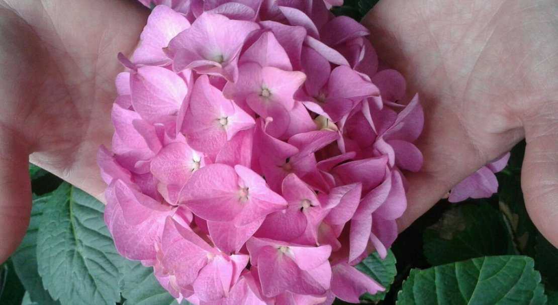Что за цветок гортензия? разновидности и агротехника выращивания, особенности розовой крупнолистной