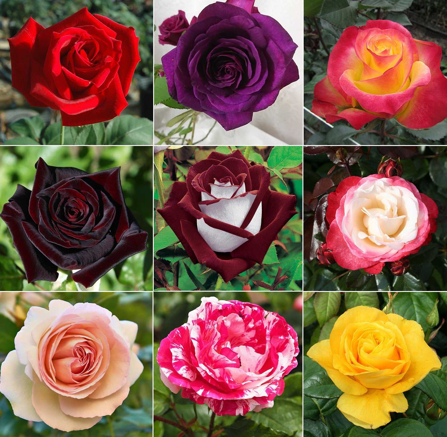 Афродита роза - описание и особенности выращивания в своем саду