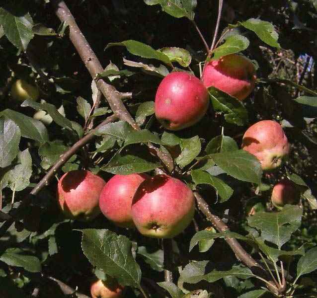 Яблоня пепин шафранный: описание сорта с фото, отзывы. посадка и уход