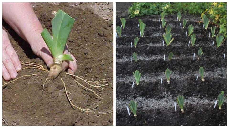 Посадка ирисов весной и летом в открытый грунт: семенами, луковицами