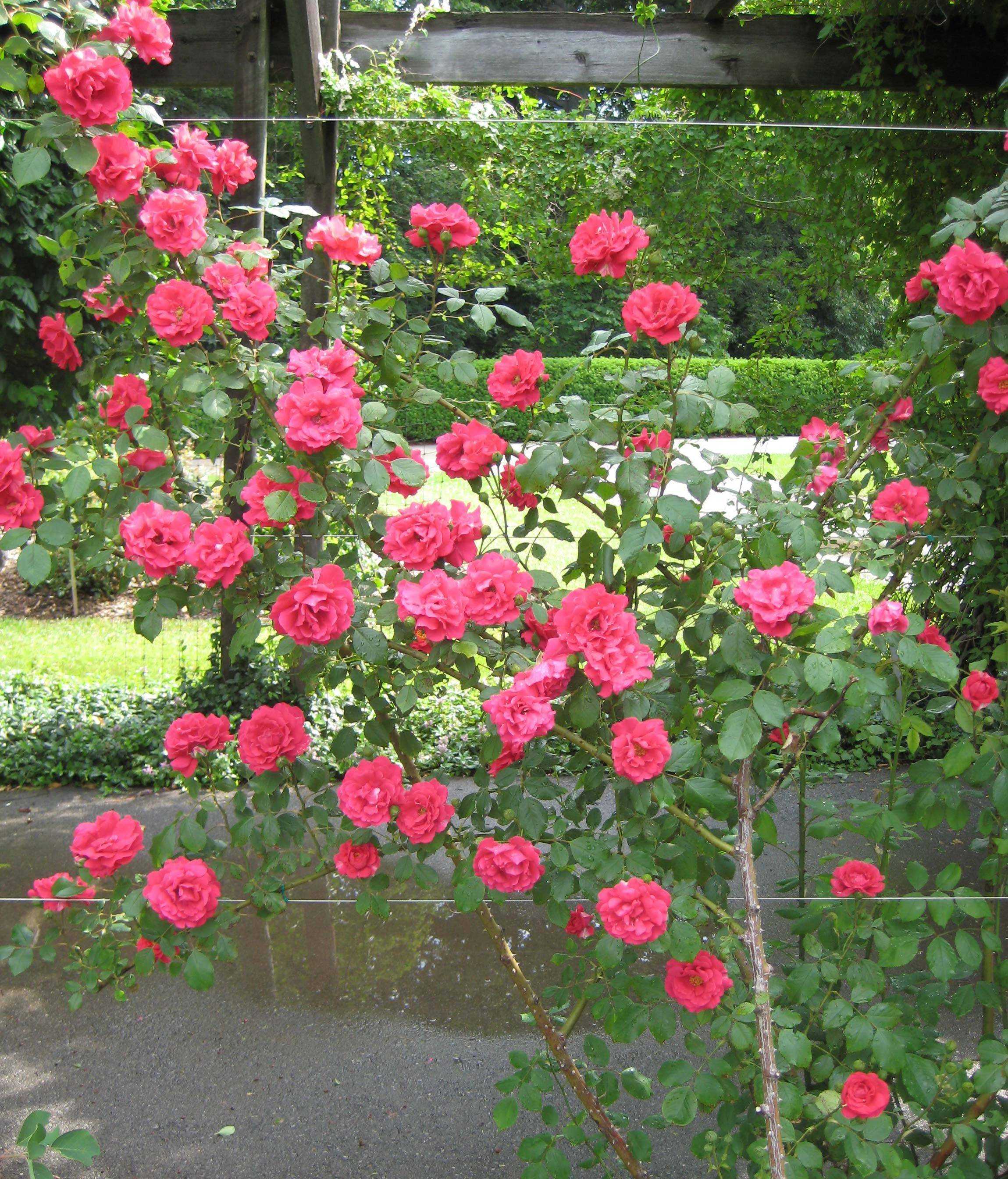 Плетистая роза parade – описание, посадка и уход