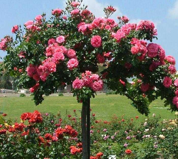 6 цветов, похожих на розы, которые можно вырастить в своем саду