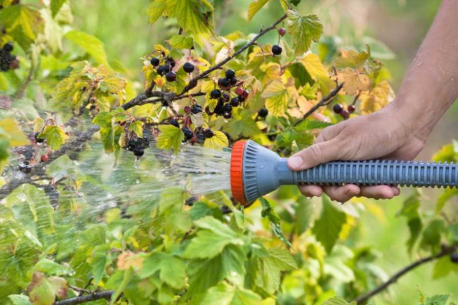 Полив яблонь летом: как часто и как правильно нужно поливать в период созревания плодов, можно ли орошать холодной водой