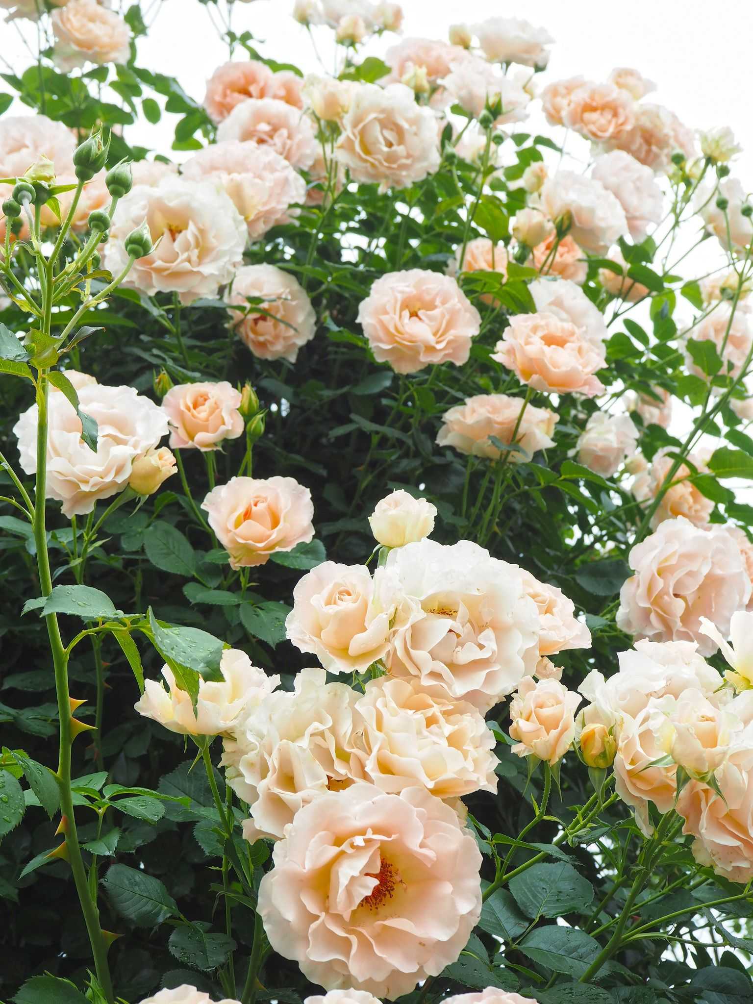Роза рококо (rokoko) — описание сорта и и его разновидностей