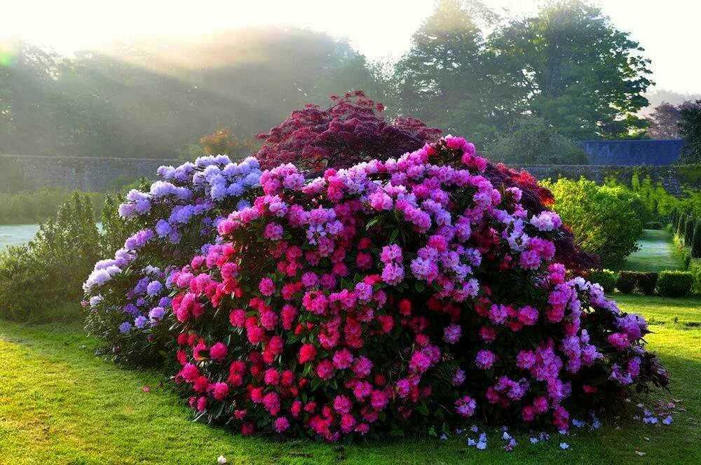 Цветущие кустарники для сада, многолетние, зимостойкие и цветущие все лето розовыми или белыми цветами Тенелюбивые, неприхотливые растения, которые можно посадить в тени на даче