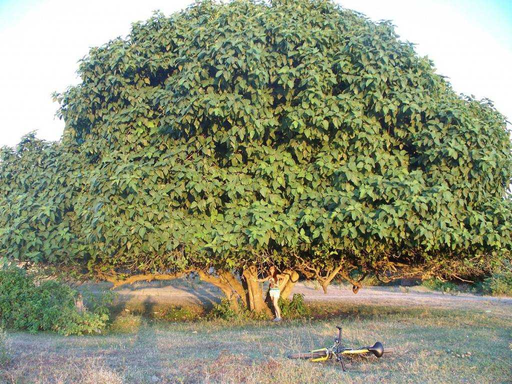 Инжир (фиговое дерево): выращивание в домашних условиях, размножение