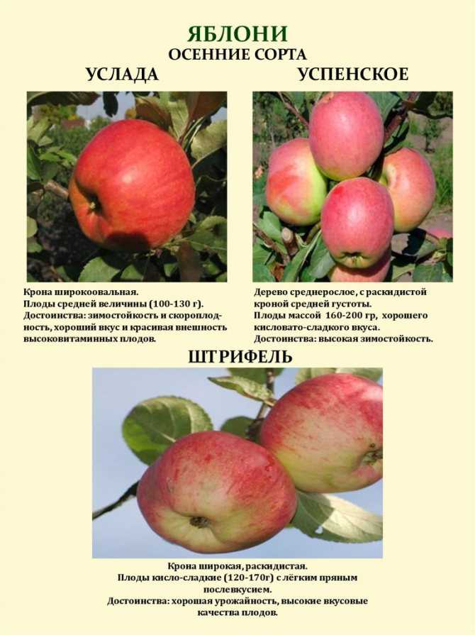 Яблоня роялти: фото, описание сорта