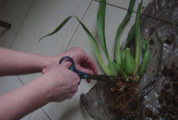 Орхидея мильтония: уход в домашних условиях и пересадка