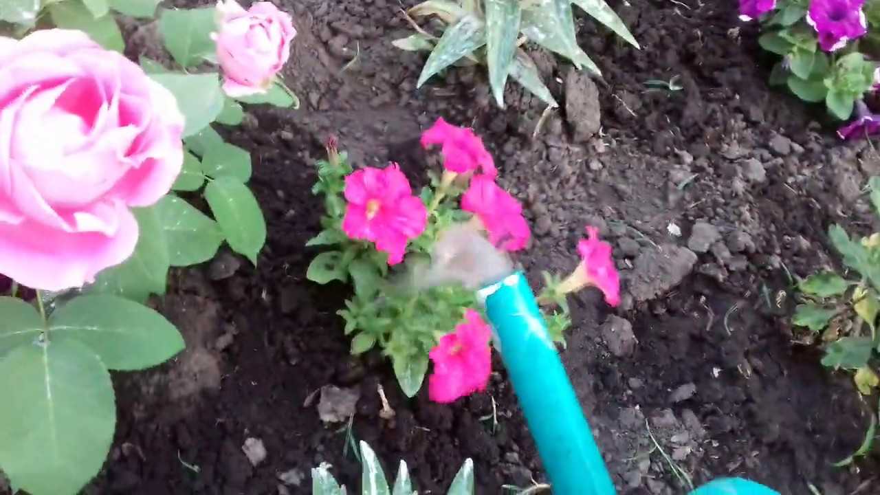 О подкормке георгин во время цветения: удобрения, как подкармливать